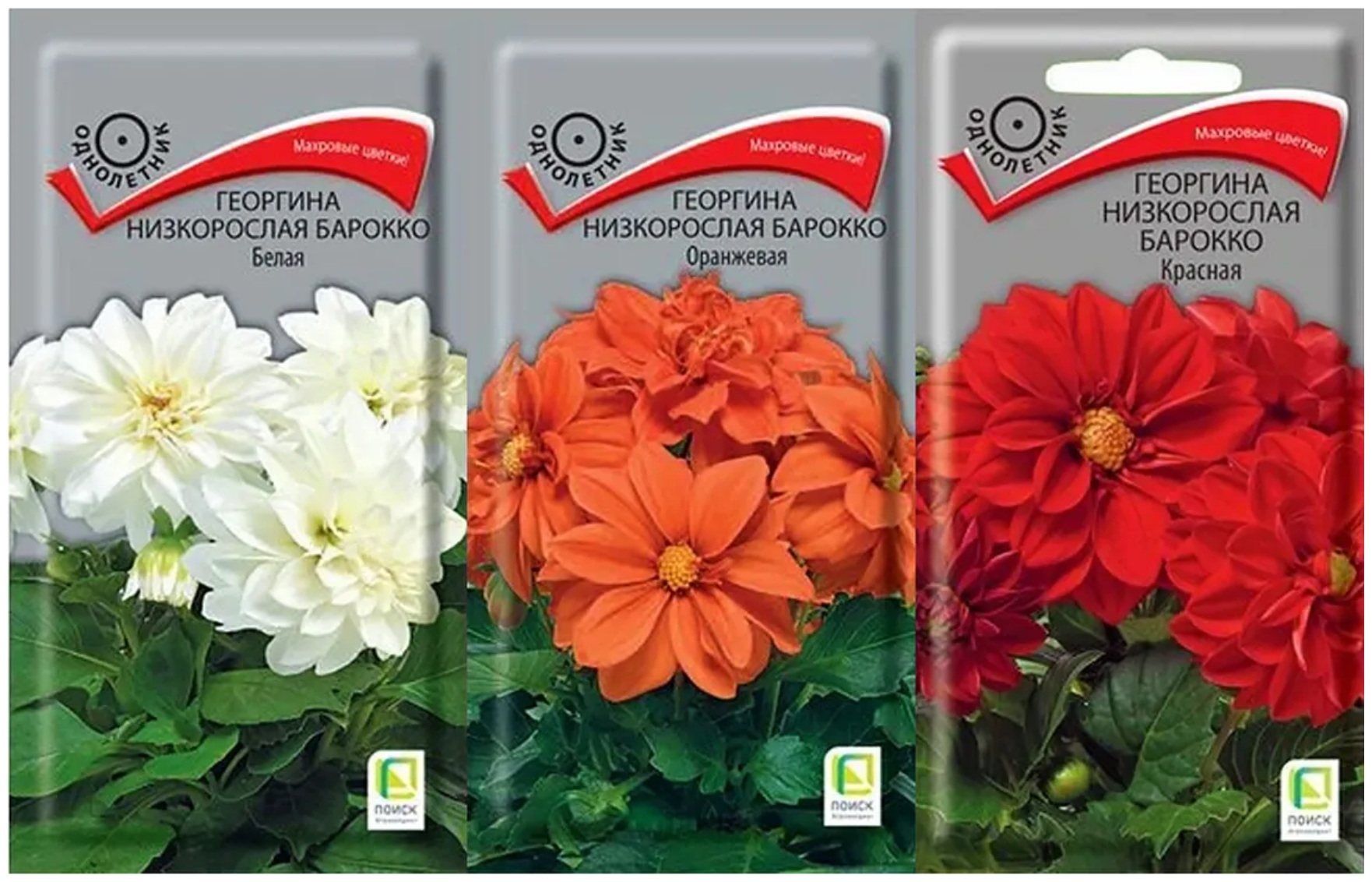 Набор семян цветов. Георгина низкорослая Барокко: красная оранжевая белая 3 упаковки.