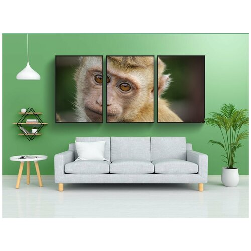 фото Набор модулных постеров для интерьера "обезьяна, глаза, животное" 60x90 см. в тубусе, без рамки lotsprints