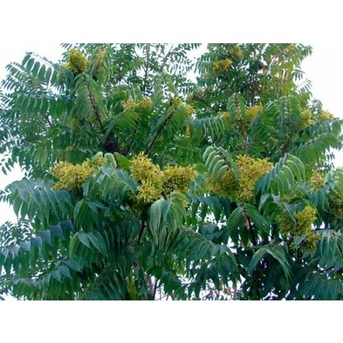 Айлант высочайший (лат. Ailanthus altissima) семена 100шт + подарочек