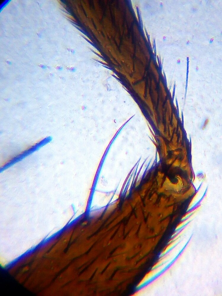 Микроскоп Levenhuk - фото №20
