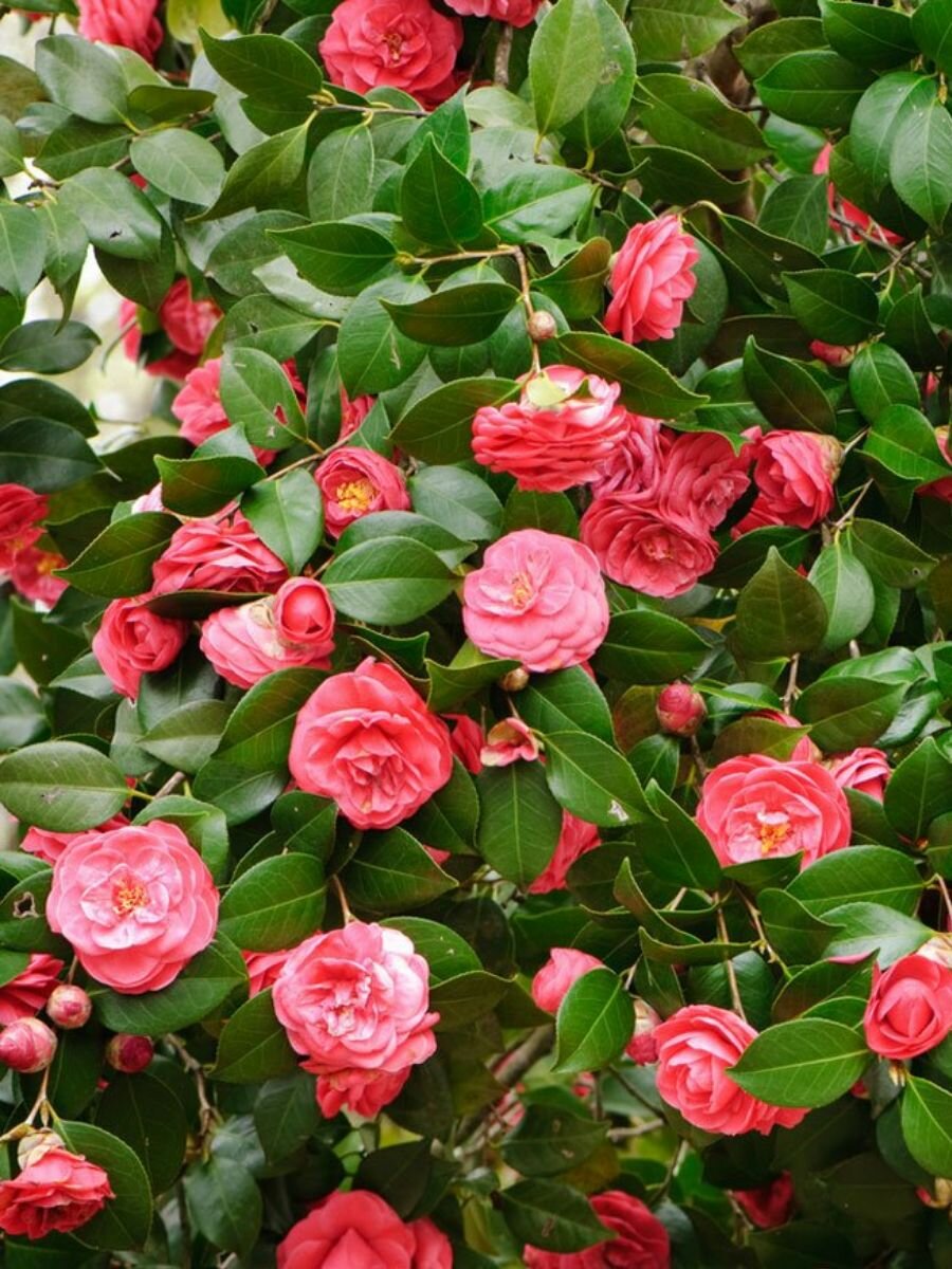 Семена Камелия Японская (Camellia japonica), 5 штук