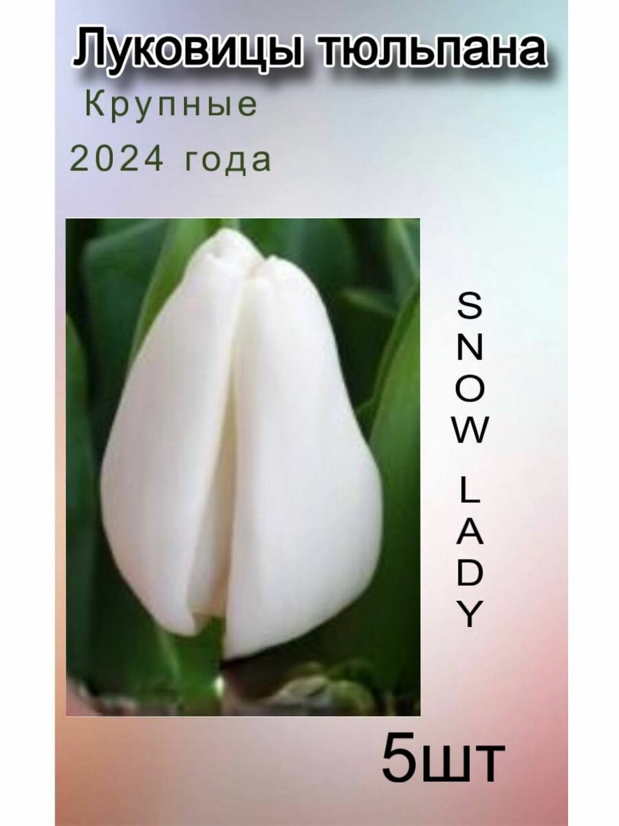 Луковицы Тюльпана Snow lady ( 5 шт )