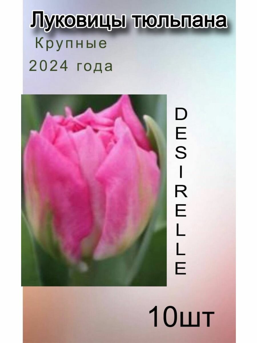 Луковицы Тюльпана Desirelle (10 шт)