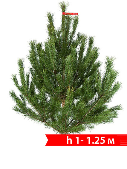 Живая елка срезанная. Русская сосна 10 — 125 м