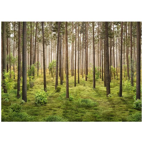 Сосновый лес - Виниловые фотообои, (211х150 см) бамбуковый лес виниловые фотообои 211х150 см