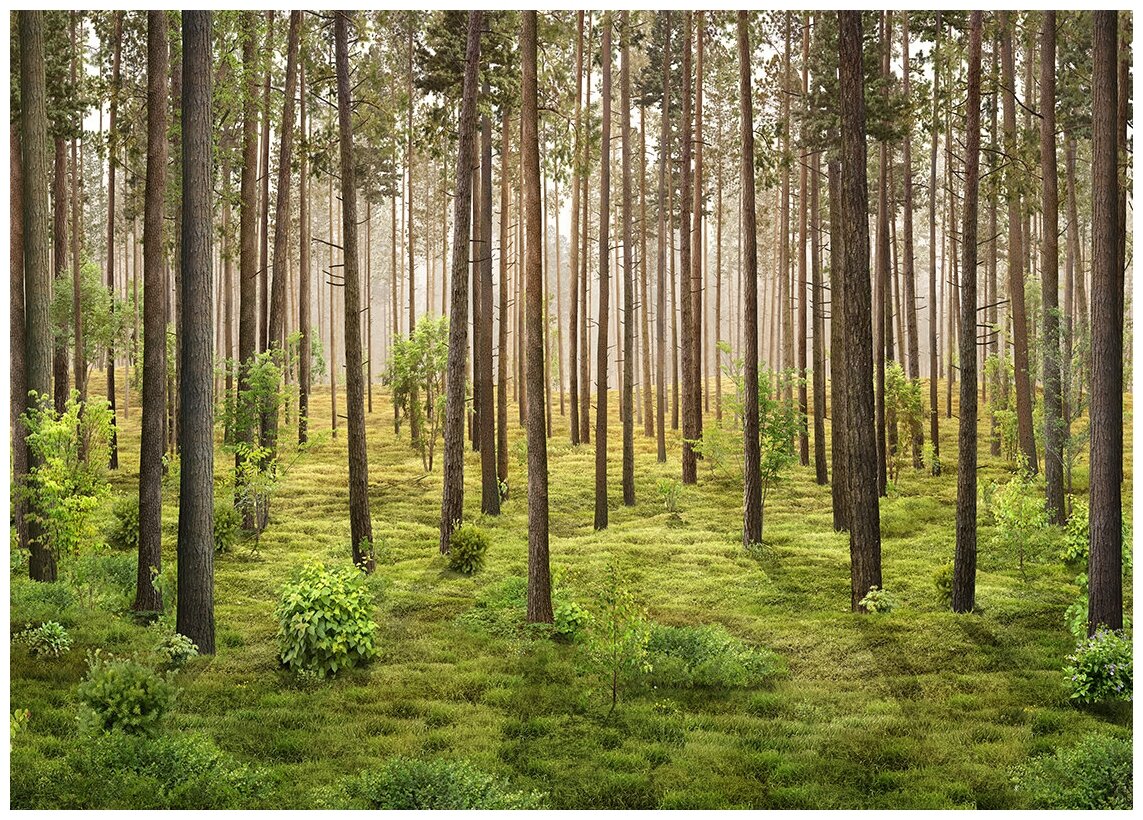 Сосновый лес - Виниловые фотообои, (211х150 см)
