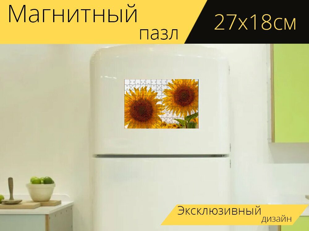 Магнитный пазл "Подсолнечник, подсолнухи, желтый" на холодильник 27 x 18 см.