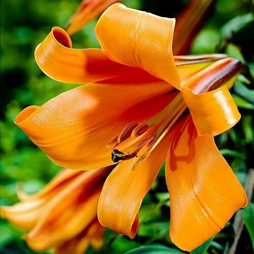 Лилия Африкан Куин (1 луковица). Holland Bulbs (Голландия) луковица лилия трубчатая африкан квин