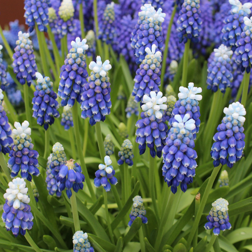 Луковицы Мускари Тач Оф Сноу ( 10 шт )