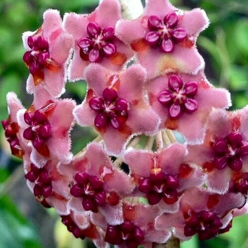 Хойя Diversifolia