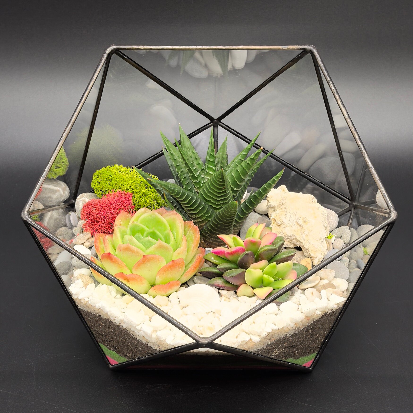 Флорариум с суккулентами Succulenteria "Теплый полдень", размер 16см