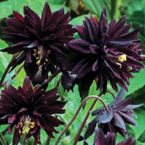 Аквилегия Блэк Барлоу аквилегия гибридная макканы барлоу блу aquilegia vulgaris blue barlow саженец 10 20 см 2 года 2л закрытая зкс