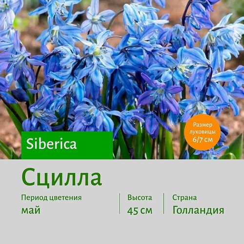 Сцилла Сиберика (siberica) луковицы 15 шт сотка Пролеска