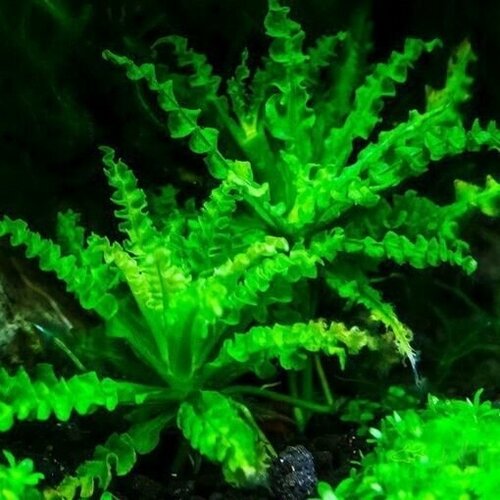 Аквариумное растение Погостемон хелфера