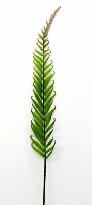 Растение декоративное Нефролепис ветка Casaentera CE09-DN-53625 h890