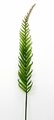Растение декоративное Нефролепис ветка Casaentera CE09-DN-53625 h1680