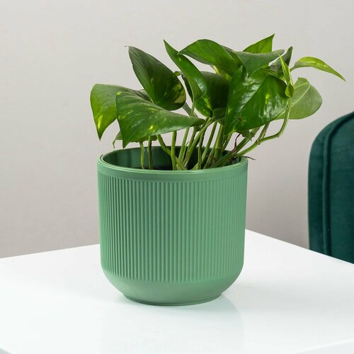 Растение Эпипремнум в минималистичном кашпо