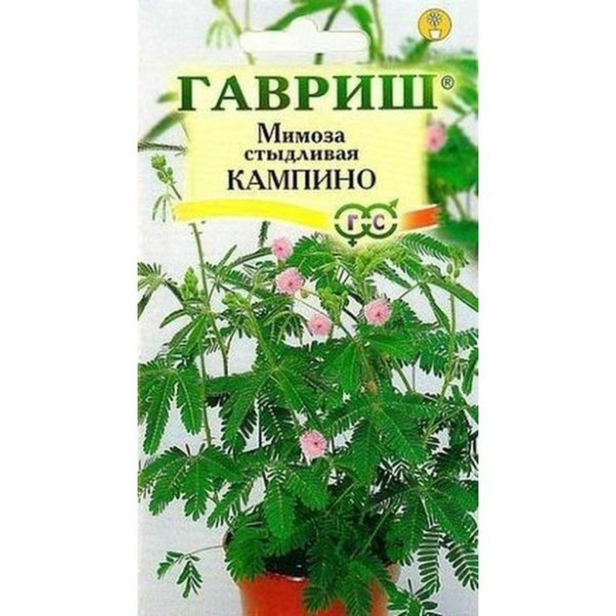Семена Мимоза Кампина стыдливая многолетние комнатные Гавриш 1 пачка - 0.1г семян