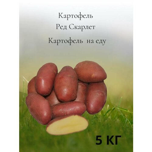 Картофель на еду Ред Скарлет 5 кг 900₽