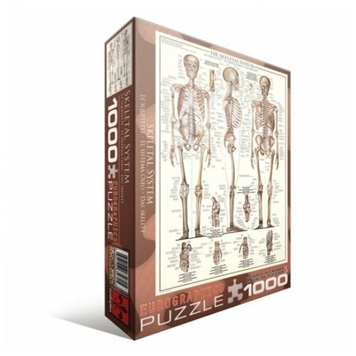 Пазл Eurographics 1000 деталей: Скелетная система плакат по анатомии человека волосы ламинированный а 1 60x84 см