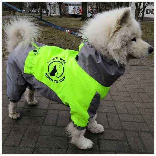 Комбинезон дождевик демисезонный для собаки вырез на девочку лимонный-серый White Wolf