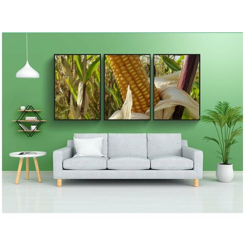 фото Набор модулных постеров для интерьера "кукуруза, кукуруза в початках, кукурузные зерна" 60x90 см. в тубусе, без рамки lotsprints