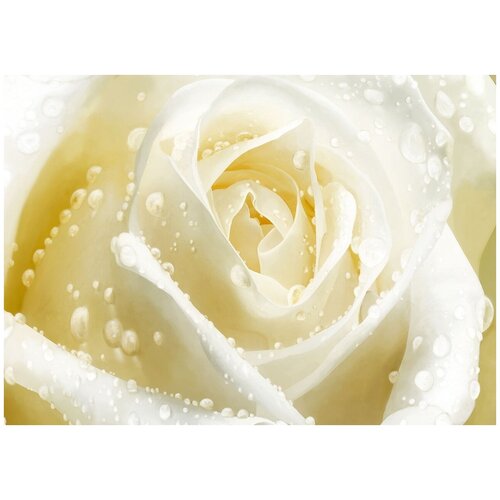 Бутон белой розы в росе - Виниловые фотообои, (211х150 см)