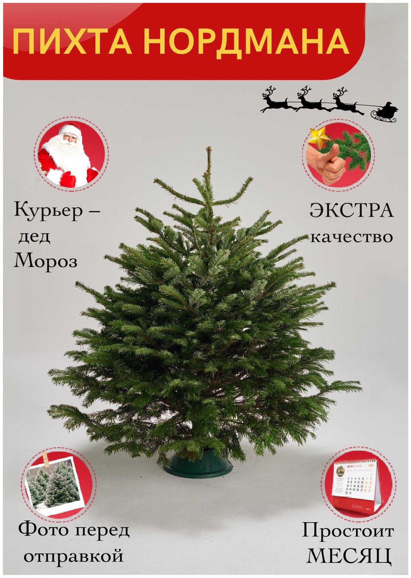 Елка живая Пихта Нордмана экстра (Срез) 125-150