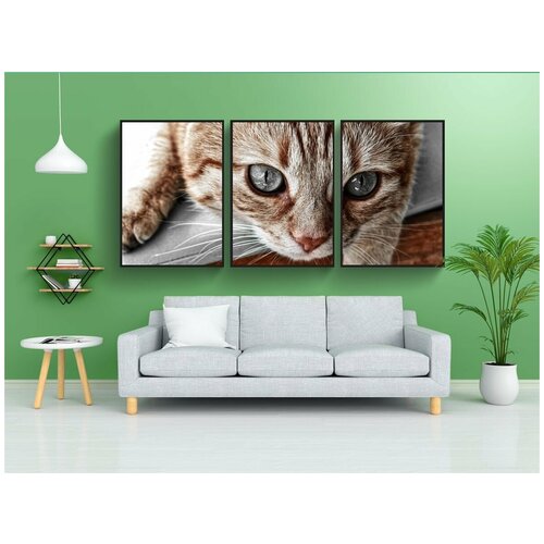 фото Набор модулных постеров для интерьера "кот, красный макрель табби, домашняя кошка" 60x90 см. в тубусе, без рамки lotsprints