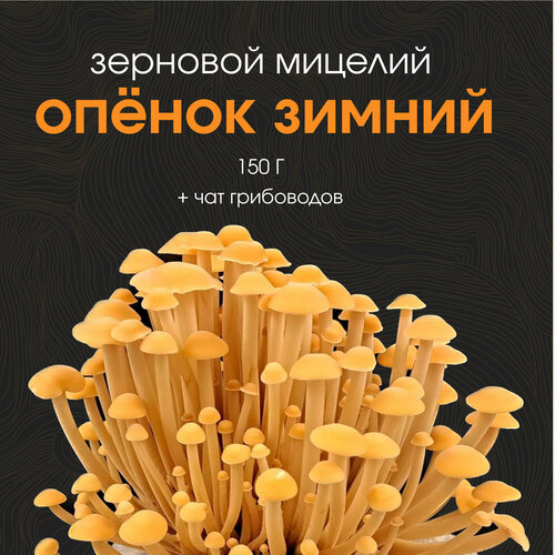 Мицелий опенка зимнего «Фламмулина». Семена грибов. Грибница