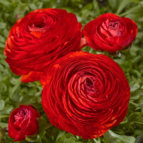 Луковицы цветов, botanica garden, ранункулюс РЕД, ( 10 штук ) красный