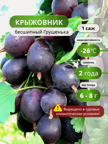 Изображение товара Крыжовник бесшипный Грушенька, 1 , фиолетовый, морозостойкий сорт