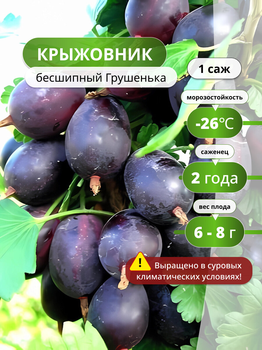 Крыжовник бесшипный Грушенька, 1 саженец, фиолетовый, морозостойкий сорт