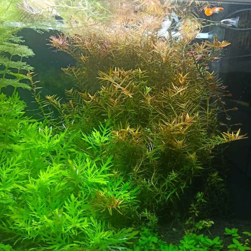 Ротала Эйч Ра - Rotala sp. H Ra (3 ветки 10-15см) - фотография № 2