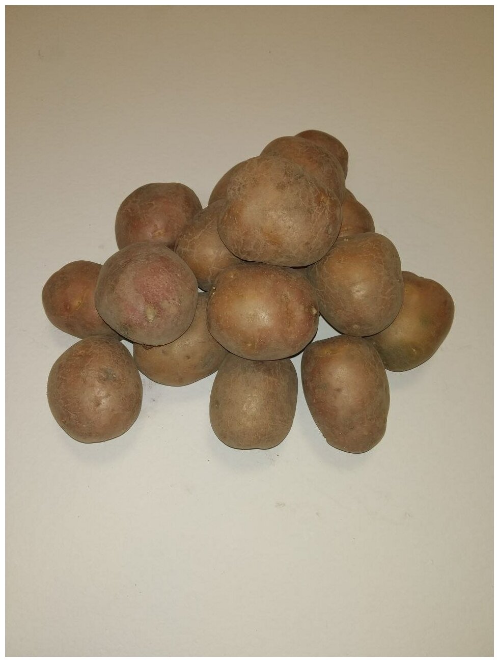 Картофель семенной беллароза клубни 1 кг - фотография № 9