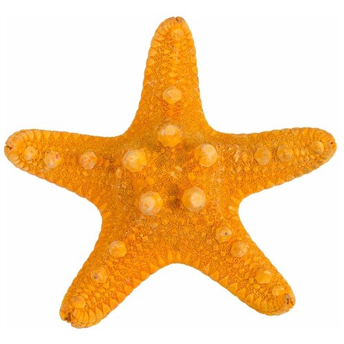 Zlatka / Blumentag MZF-001 Декоративная морская звезда 1 шт. №02 оранжевый 51051748512