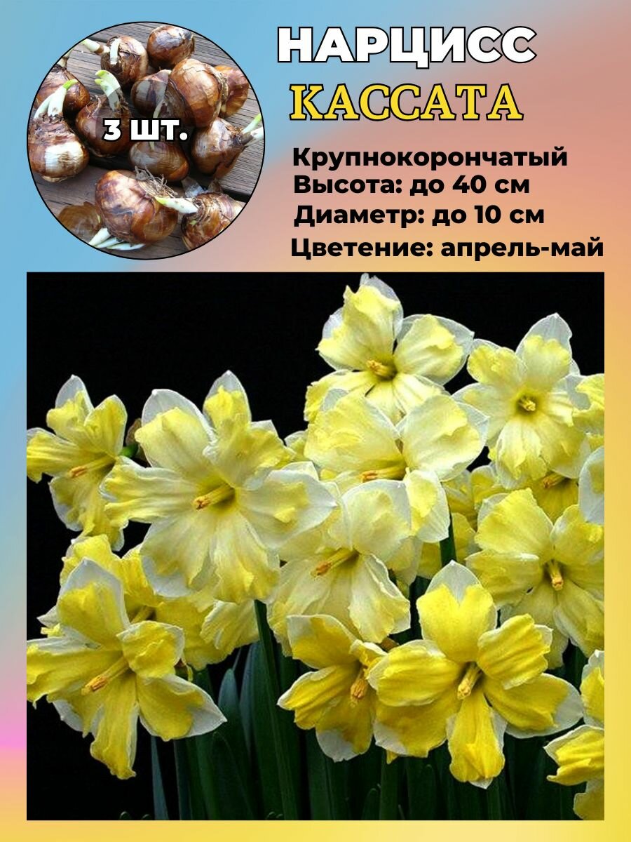 Нарцисс махровый луковицы 3 штуки