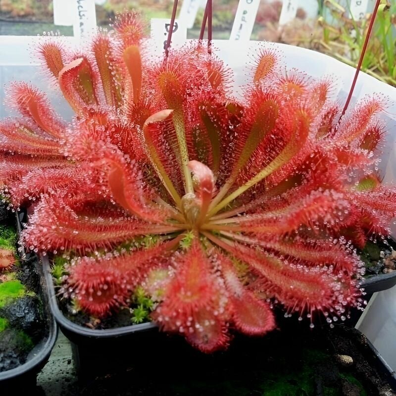 Семена мухоловка росянка ULTRAMAFICA х SPATULATA 10+ шт (Drosera Ultramafica x Spatulata) хищное растение поедающее мух