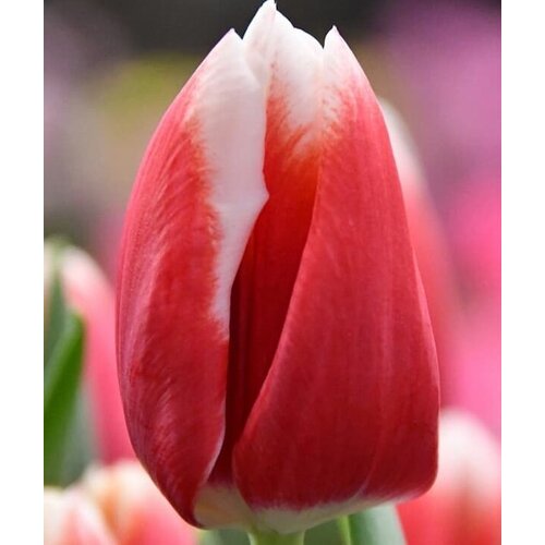 Луковицы тюльпанов Lech Walesa 10 штук