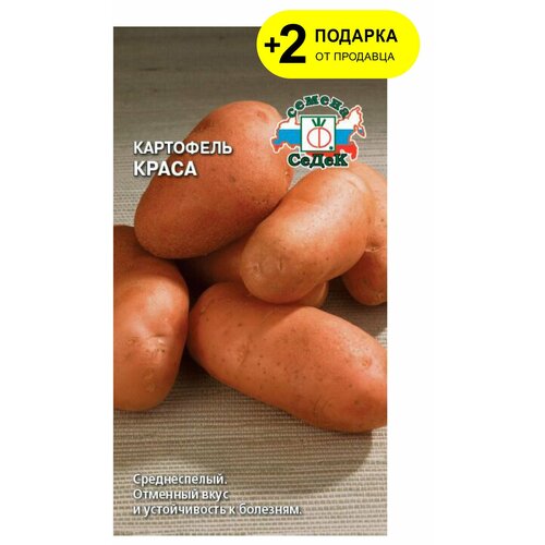 Семена картофель Краса, 0,02 гр + 2 Подарка семена картофель маяк 3 упаковки 2 подарка