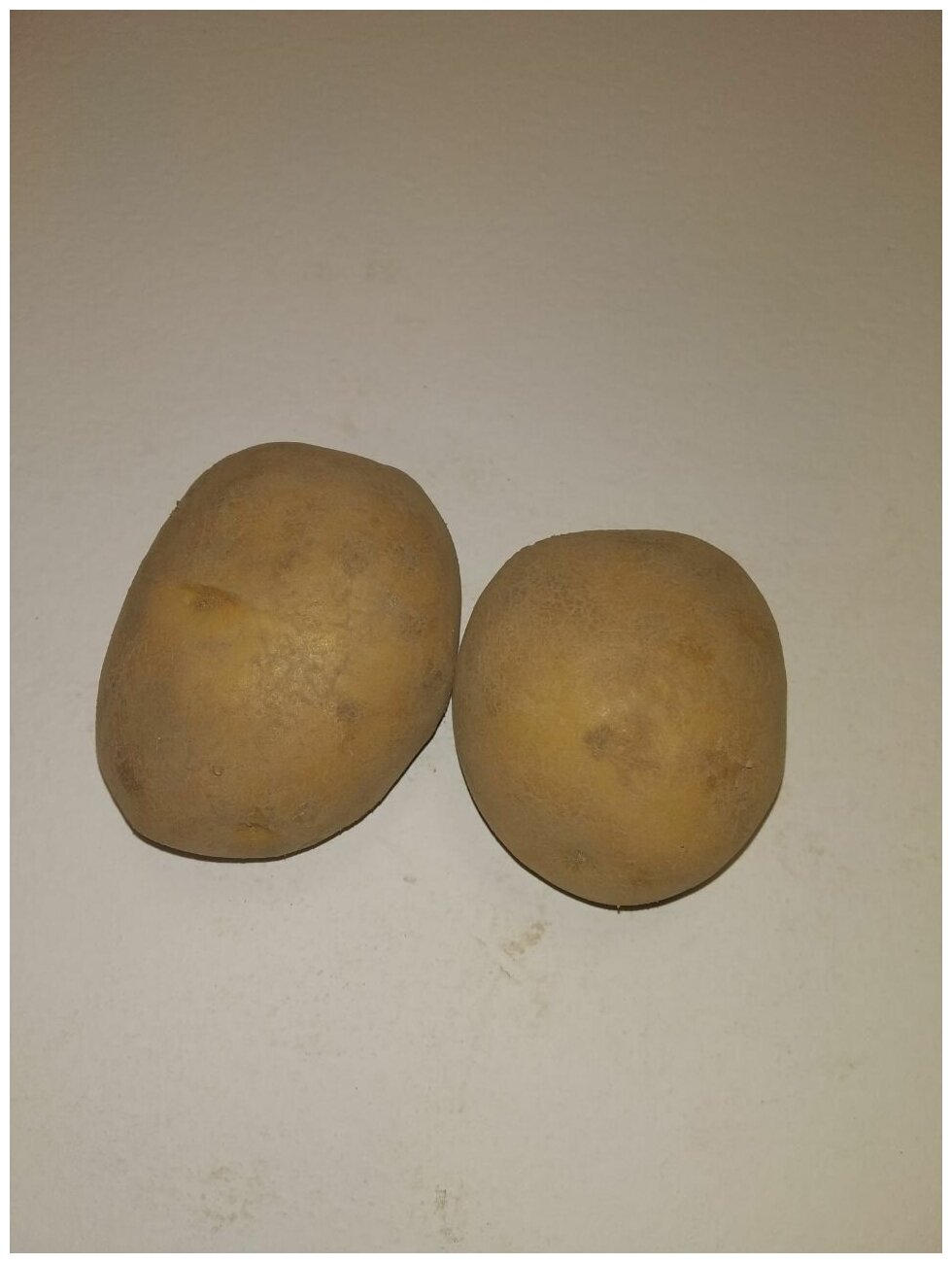 Картофель семенной бельмондо клубни 2 кг - фотография № 3