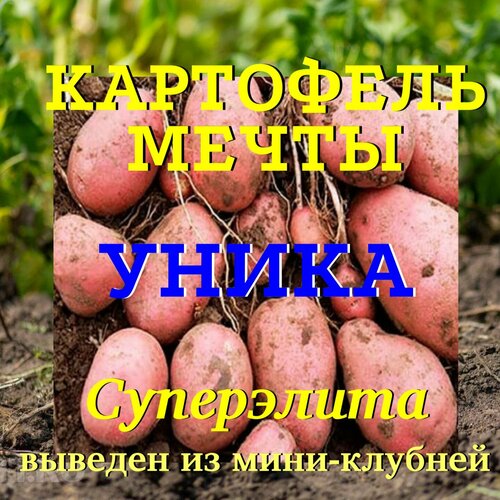 Картофель семенной селекционный уника клубни суперэлита 1 кг картофель семенной селекционный сортовой коломба клубни 1 кг