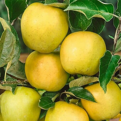 Яблоко-груша Голден Делишес яблоня голден делишес смути гибсон