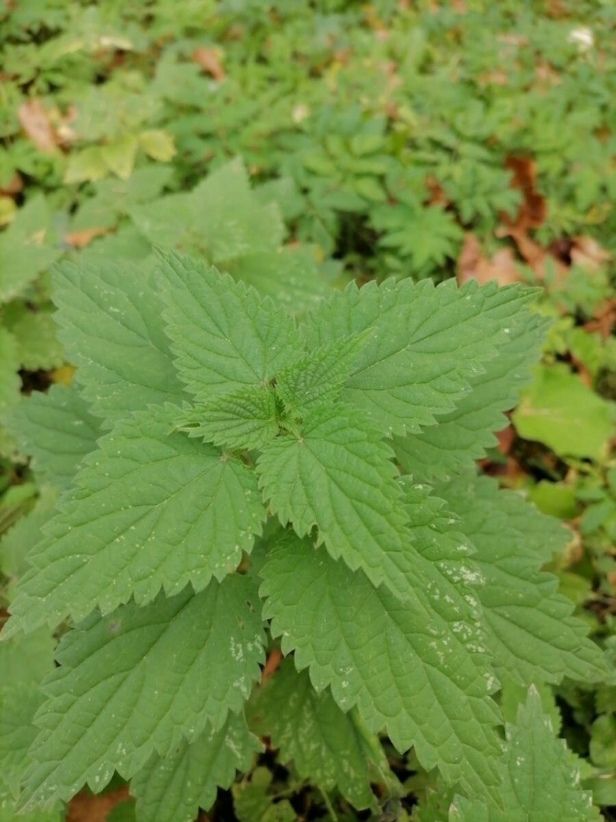 Семена Крапива двудомная (Urtica dioica) 100 штук