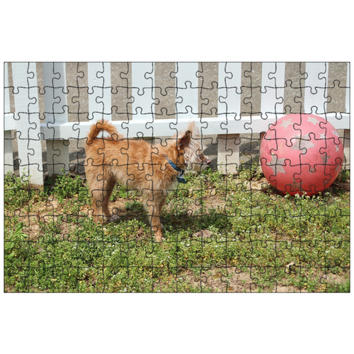 фото Магнитный пазл 27x18см."собака, мяч, летом" на холодильник lotsprints