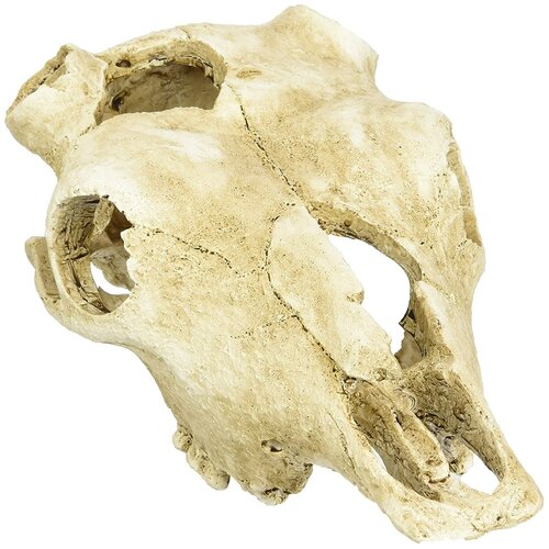 Декорация для террариума, череп LUCKY REPTILE "Skull Cow", 22.5х12.5х8.5см (Германия)