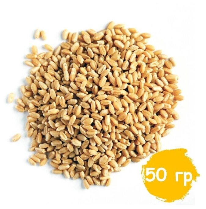 Пшеница для проращивания (кубанская), витграсс, здоровое питание, Вегетарианский продукт, Vegan 50 гр