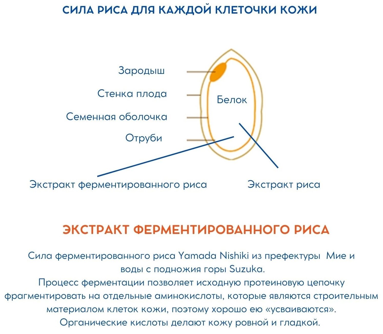 Momotani Увлажняющая сыворотка для лица с экстрактом ферментированного риса 28 мл (Momotani, ) - фото №4