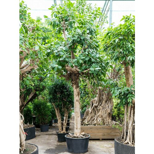 Семена Фикус бенгальский (Ficus benghalensis), 10 штук фикус orangery ficus nitida 55 250 st