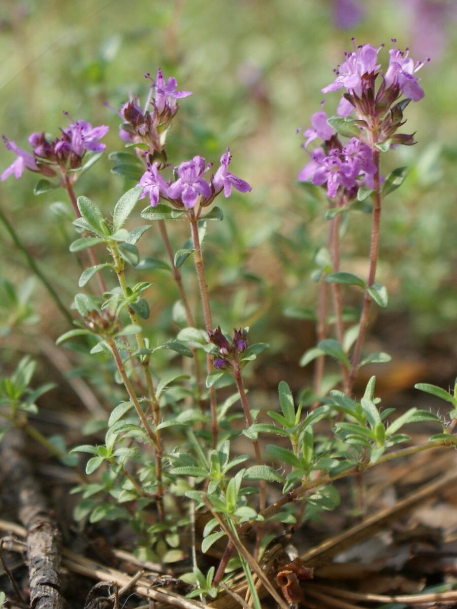 Семена Тимьян ползучий Чабрец (Thymus serpyllum), 40 штук